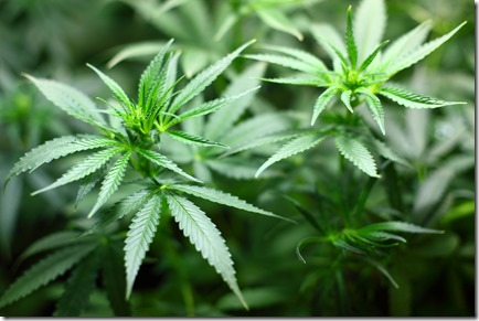 seedling-1062908_1920